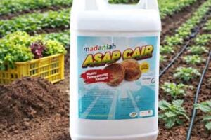 Cuka Kayu Pertanian Organik Alami untuk Tanaman Sehat