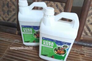 Jual Cuka Kayu Asahan Harga Terjangkau