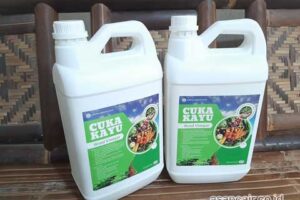 Jual Cuka Kayu Banggai Berkualitas