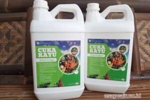 Jual Cuka Kayu Banggai Laut Murah