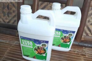 Jual Cuka Kayu Batanghari Berkualitas