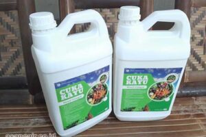 Produsen Cuka Kayu Wakatobi Murah