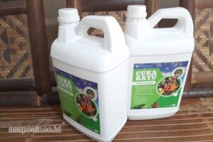 Jual Cuka Kayu Dairi Harga Terjangkau