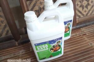 Jual Cuka Kayu Dogiyai Berkualitas