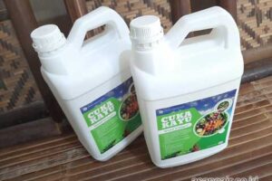 Jual Cuka Kayu Jayawijaya Berkualitas