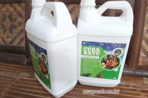 Jual Cuka Kayu Labuhanbatu Harga Terjangkau