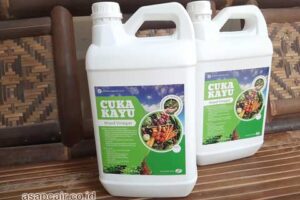 Jual Cuka Kayu Manokwari Selatan