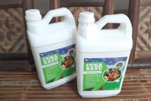 Jual Cuka Kayu Pegunungan Bintang