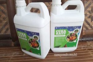 Jual Cuka Kayu Sibolga Harga Terjangkau