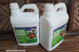 Jual Cuka Kayu Sumba Timur Berkualitas