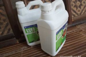 Jual Cuka Kayu Sumbawa Harga Terjangkau