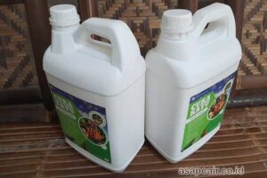 Produsen Cuka Kayu Mamberamo Raya